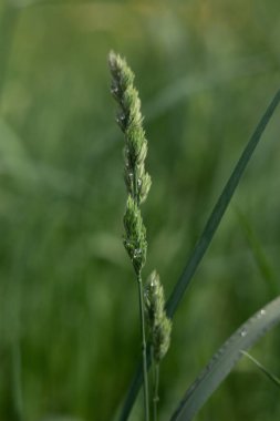 kulak çiğ damlalarıyla kaplı