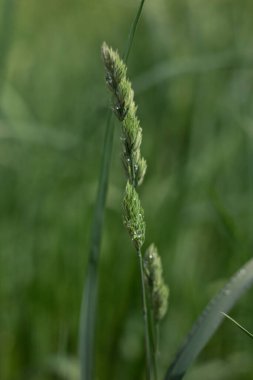 kulak çiğ damlalarıyla kaplı