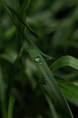 Çimlere çiy damlaları düşer