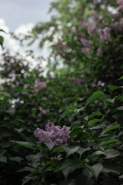 정원에 라일락 — 스톡 사진