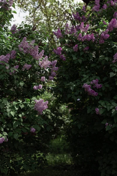 정원에 라일락 — 스톡 사진