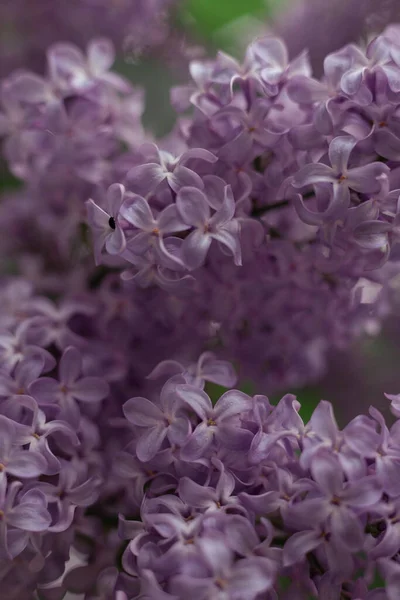 Bahçede açan leylak çiçekleri 