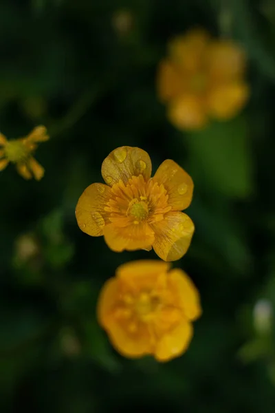 Vadvirágok Eső Után — Stock Fotó
