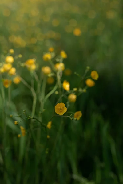 雨の後の野の花 — ストック写真