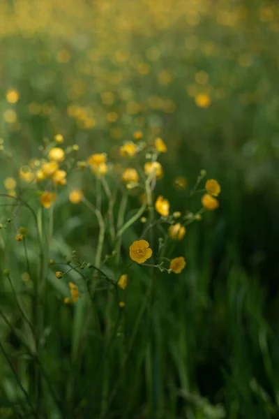 雨の後の野の花 — ストック写真