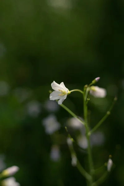 Wildblumen Nach Dem Regen — Stockfoto