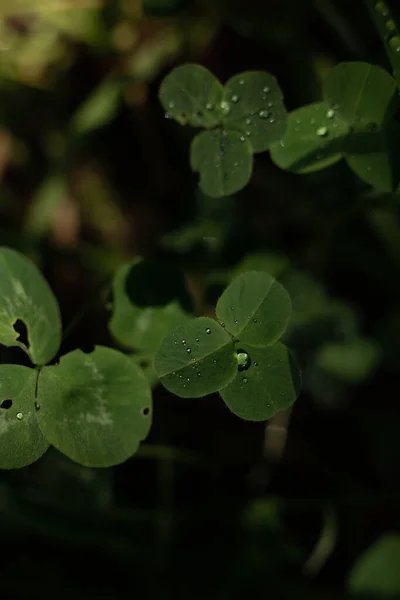 stock image dew drops on the clover leaves