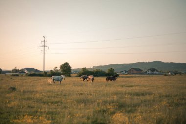 At sürüsü çayırda otluyor.