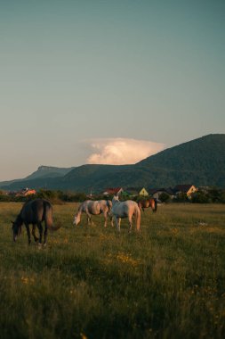 At sürüsü çayırda otluyor.