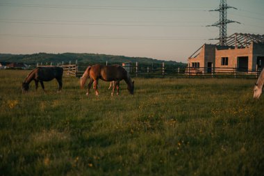 At sürüsü çayırda otluyor.