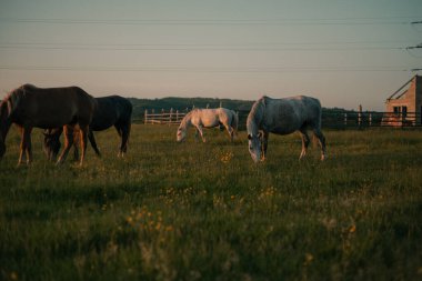 At sürüsü çayırda otluyor.