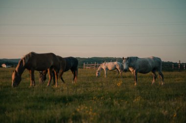 At sürüsü çayırda otluyor.