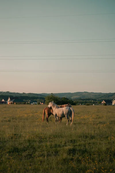 Стадо Лошадей Пасутся Лугу — стоковое фото