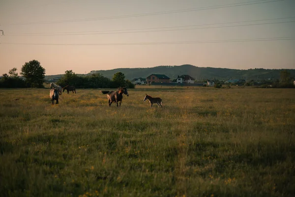 一群马在草地上吃草 — 图库照片