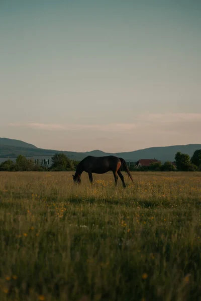 Einsames Pferd Grast Auf Der Weide — Stockfoto