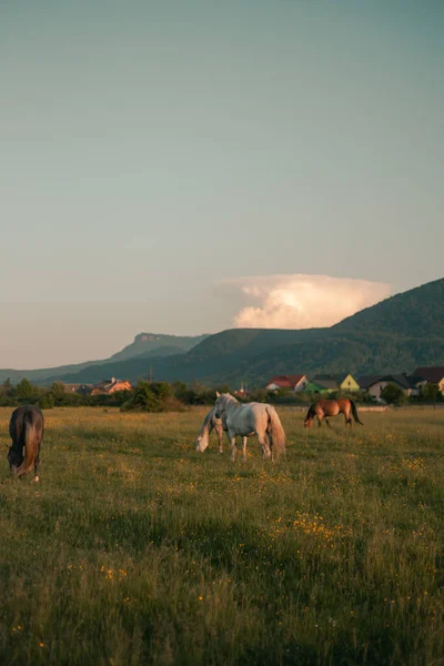 Pferdeherde Grast Auf Der Weide — Stockfoto