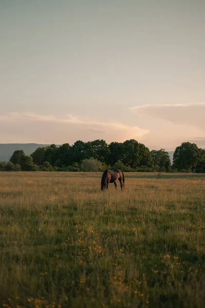 Einsames Pferd Grast Auf Der Weide — Stockfoto