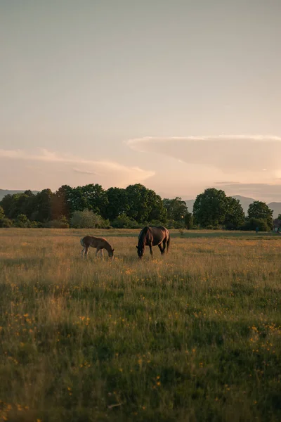 stock image mare and foal grases at the meadow