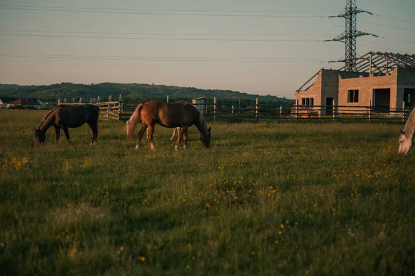 牧草地で馬の群れが放牧され — ストック写真