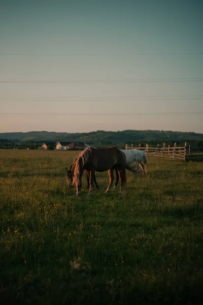 Pferdeherde Grast Auf Der Weide — Stockfoto