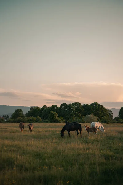 Kudde Paarden Graast Het Weitje — Stockfoto