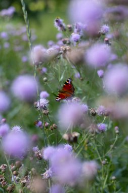Avrupa tavus kuşu kelebeği çiçeğin üzerinde oturuyor