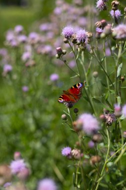 Avrupa tavus kuşu kelebeği çiçeğin üzerinde oturuyor