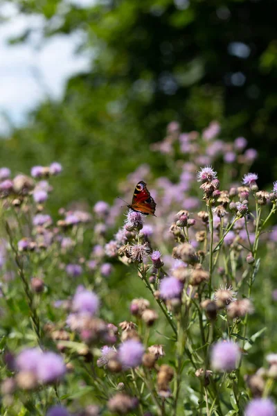 Stock image European peacock butterfly sitting on the flower