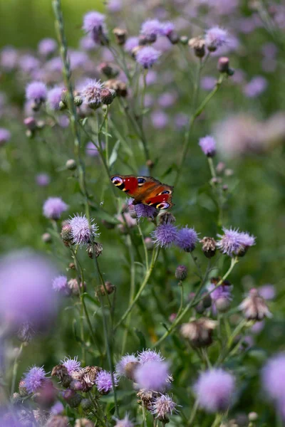 stock image European peacock butterfly sitting on the flower