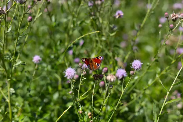 stock image European peacock butterfly sitting on the flower