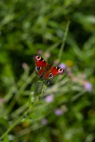 European Peacock Butterfly Sitting Flower — Stock Photo, Image