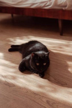 Siyah evcil kedi yerde dinleniyor. 