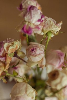 kuru pembe ve beyaz çiçekler