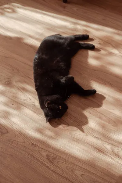 Siyah evcil kedi yerde dinleniyor. 