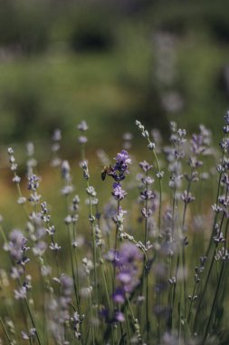 Dağlardaki lavanta tarlası