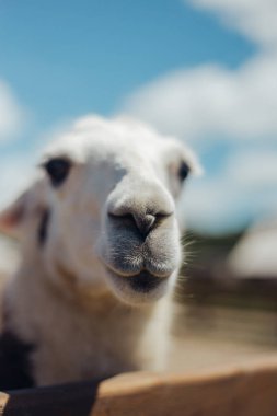 Lama dışarıda yürüyor ve lahana yiyor.