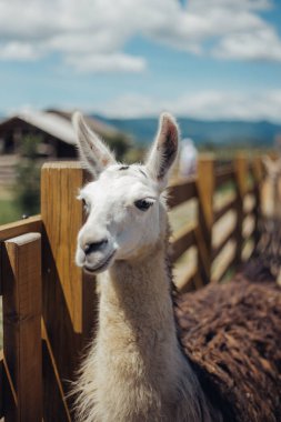 Lama dışarıda yürüyor ve lahana yiyor.