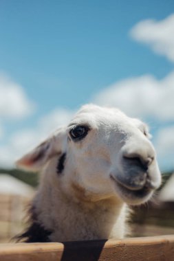 Lama dışarıda yürüyor ve lahana yiyor.