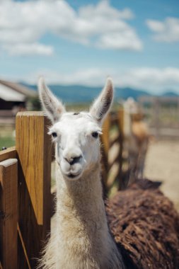 Lama dışarıda yürüyor ve lahana yiyor.