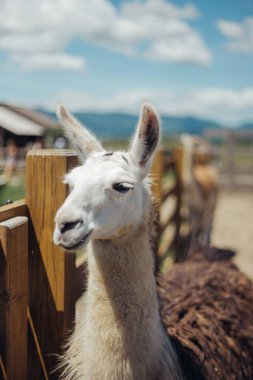 Lama dışarıda yürüyor ve lahana yiyor.
