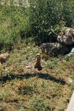 Çevrede gezinen bir grup mirket.