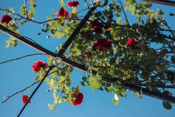 stock image tunnel of red rose bushes