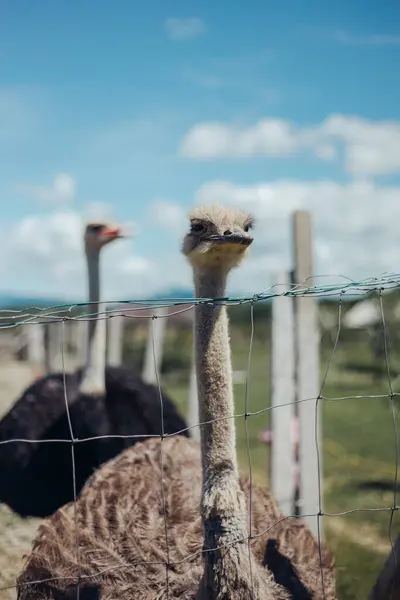 stock image ostrich walking outdoors on the sunny day 