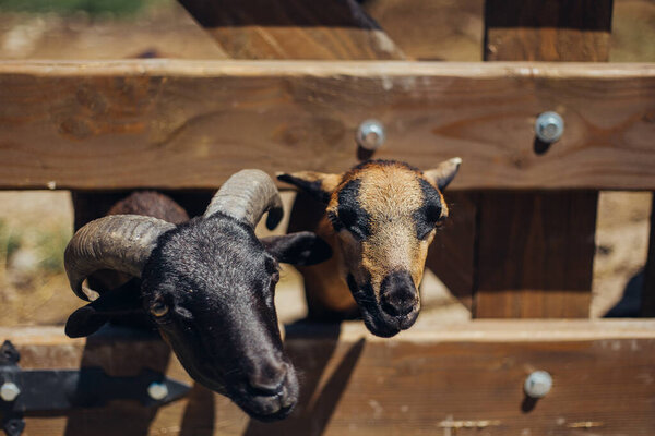 feeding mountain goats in the zoo