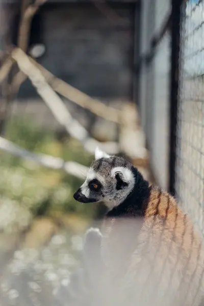 stock image Madagascar lemur resting on the bench