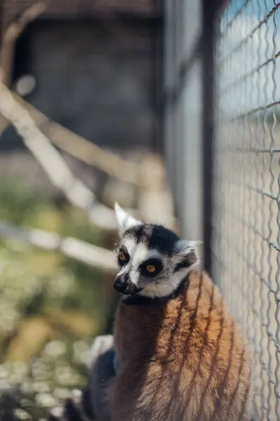 Madagaskar lemuru bankta dinleniyor.