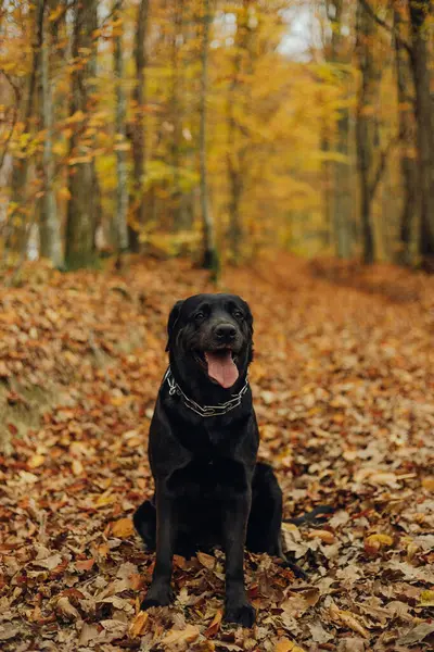 Siyah labrador ormanda oturuyor.