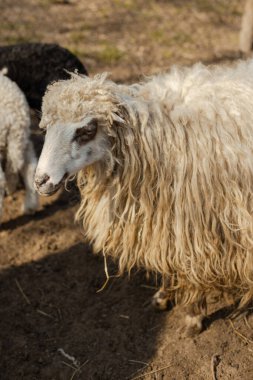 Ağılda küçük bir koyun sürüsü