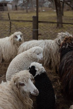 Ağılda küçük bir koyun sürüsü