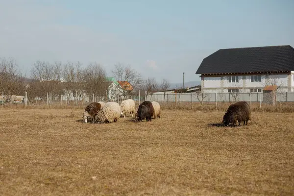 Küçük bir koyun sürüsü otluyor.